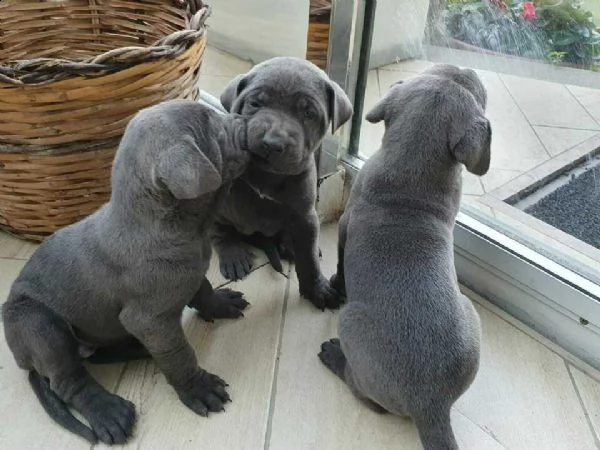  cuccioli cane corso   cuccioli cane corso  | Foto 1