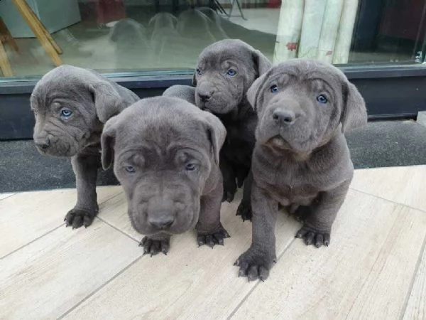  cuccioli cane corso   cuccioli cane corso  | Foto 0