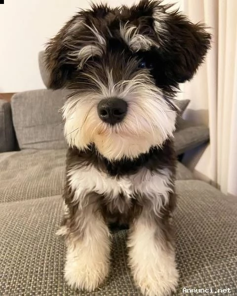 cuccioli di schnauzer minature