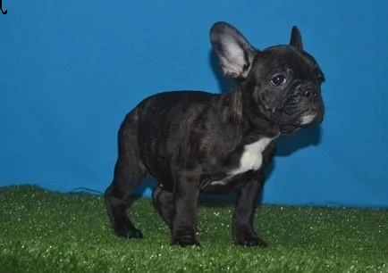cuccioli di bulldog francese nero