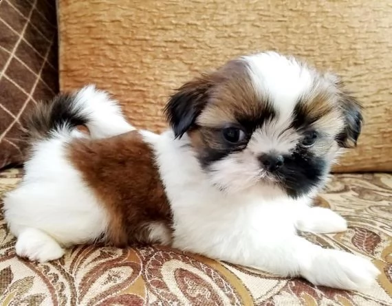 regalo cuccioli di shitzu