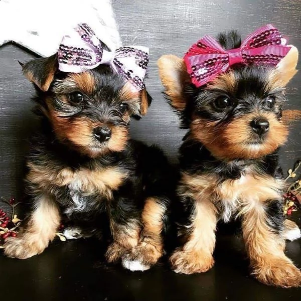 cachorros de yorkshire en adopción