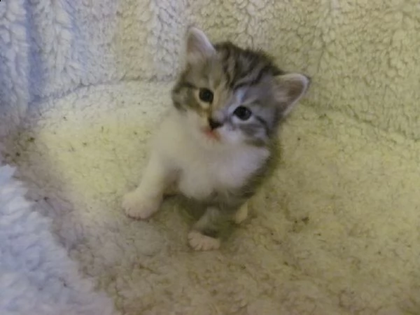 gattini siberiani ipoallegeniche neva masquerade | Foto 1