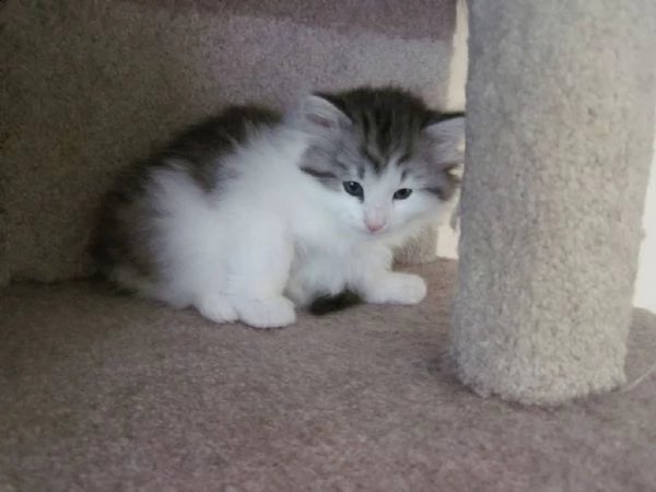 gattini siberiani ipoallegeniche neva masquerade | Foto 0