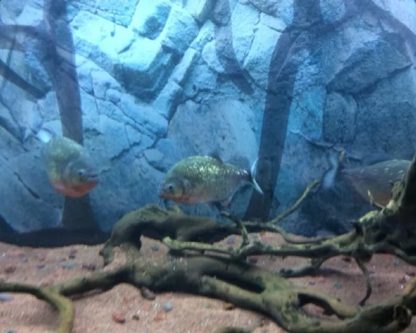 piranha natteteri