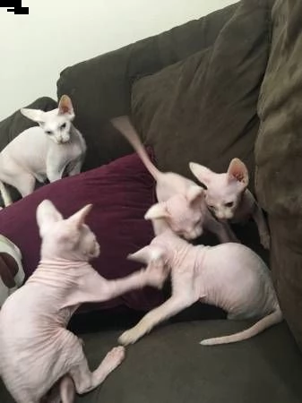 disponibili cuccioli sphynx.