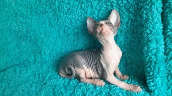 gattini di sphynx