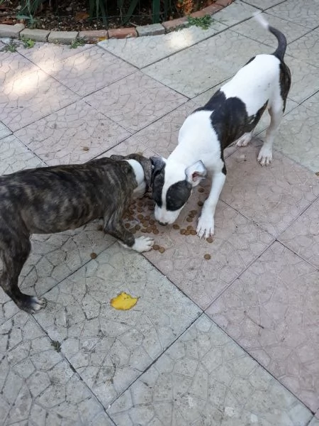 cucciole femmine amstaff in puglia | Foto 0