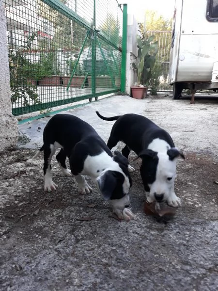 cuccioli amstaff black & white a bari in puglia | Foto 3