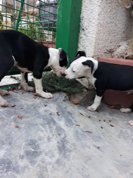cuccioli amstaff black & white a bari in puglia | Foto 1
