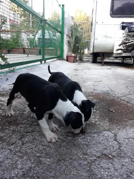 cuccioli amstaff black & white a bari in puglia | Foto 0