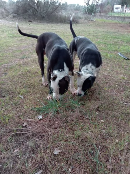 cuccioli amstaff con pedigree - allevamento amstaff puglia | Foto 6