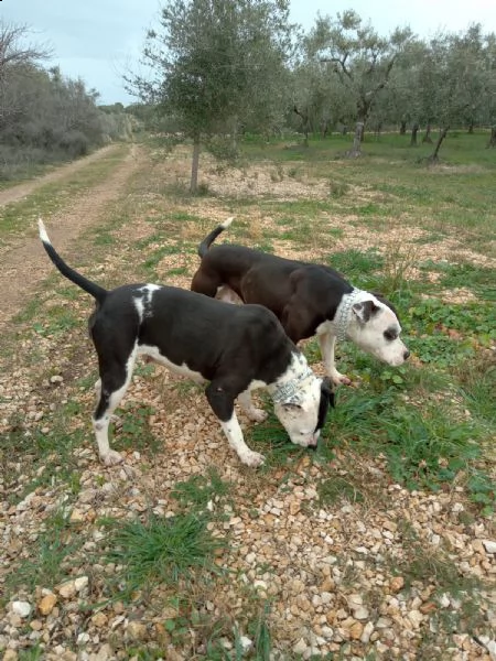 cuccioli amstaff con pedigree - allevamento amstaff puglia | Foto 5