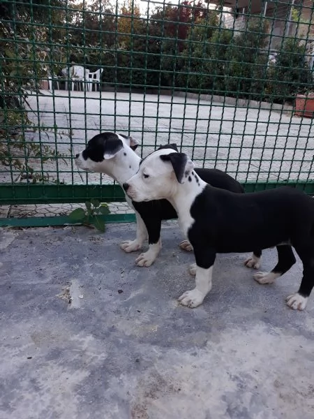 cuccioli amstaff con pedigree - allevamento amstaff puglia | Foto 3