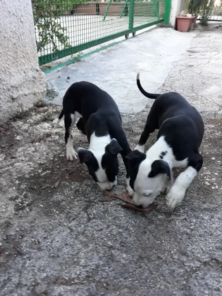 cuccioli amstaff con pedigree - allevamento amstaff puglia | Foto 1