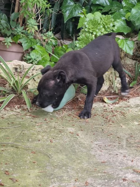 Cuccioli Amstaff Nero con pedigree a Bari in Puglia | Foto 1