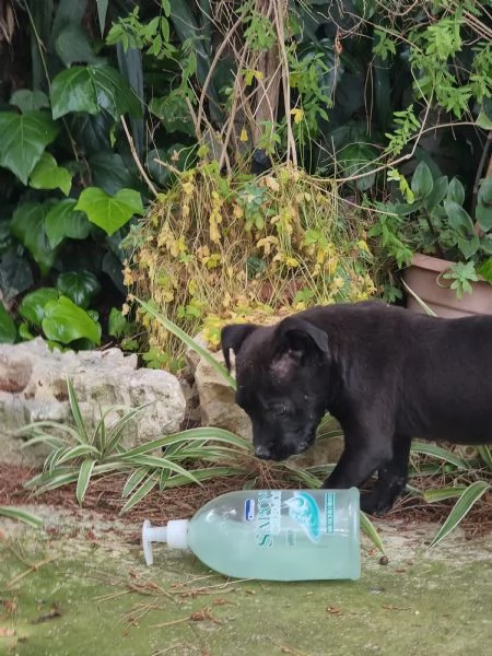 Cuccioli Amstaff Nero con pedigree a Bari in Puglia | Foto 0