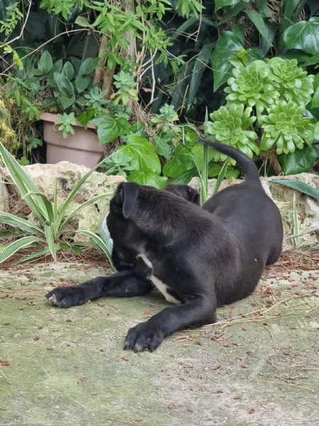 Cuccioli Amstaff Nero con pedigree a Bari in Puglia