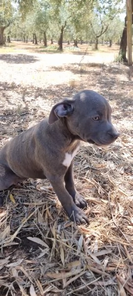 Allevamento Amstaff Blu Italia. Cuccioli Bari Lecce Taranto Brindisi Foggia. | Foto 3