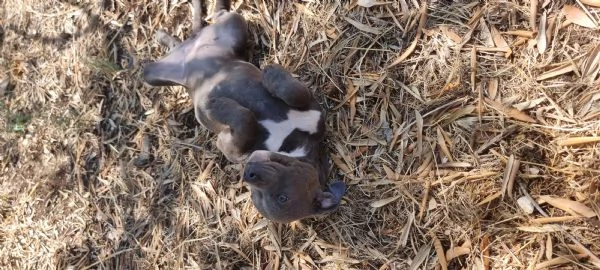 Allevamento Amstaff Blu Italia. Cuccioli Bari Lecce Taranto Brindisi Foggia. | Foto 2