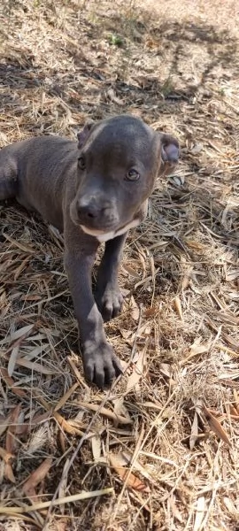 Allevamento Amstaff Blu Italia. Cuccioli Bari Lecce Taranto Brindisi Foggia. | Foto 1