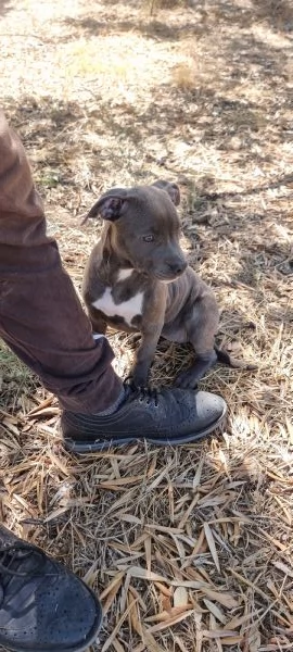 Allevamento Amstaff Blu Italia. Cuccioli Bari Lecce Taranto Brindisi Foggia.