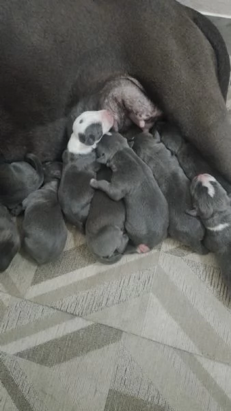 Cucciolata Amstaff Blu Puglia Campania Calabria