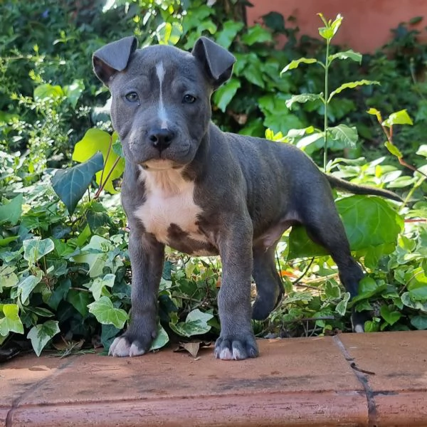 Cuccioli Amstaff con pedigree in tutta Italia 
