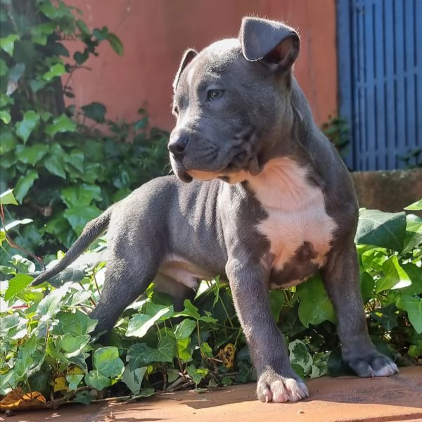 Cuccioli Amstaff con pedigree in tutta Italia  | Foto 3
