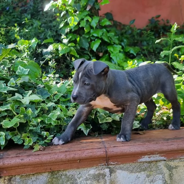 Cuccioli Amstaff con pedigree in tutta Italia  | Foto 2