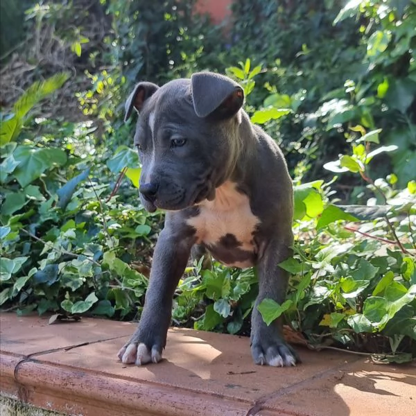 Cuccioli Amstaff con pedigree in tutta Italia  | Foto 0