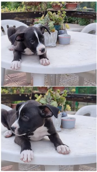 Cuccioli Amstaff con pedigree in Italia 