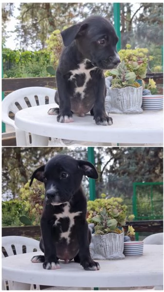 Cuccioli Amstaff con pedigree in Italia  | Foto 0