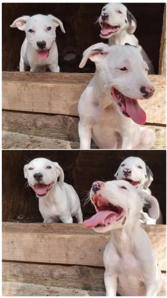 American Staffordshire Terrier Bianchi con pedigree  | Foto 0