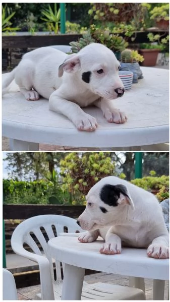 American Staffordshire Terrier Bianchi con pedigree 