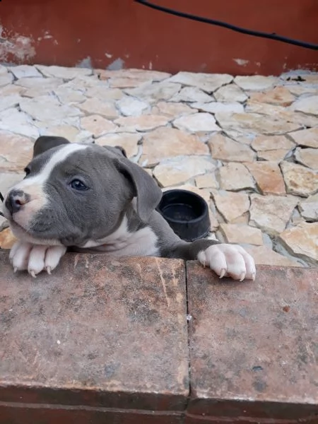 allevamento e cuccioli amstaff blu in puglia | Foto 2