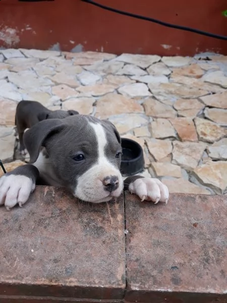 allevamento e cuccioli amstaff blu in puglia