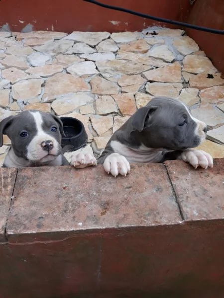 allevamento e cuccioli amstaff blu in puglia | Foto 1