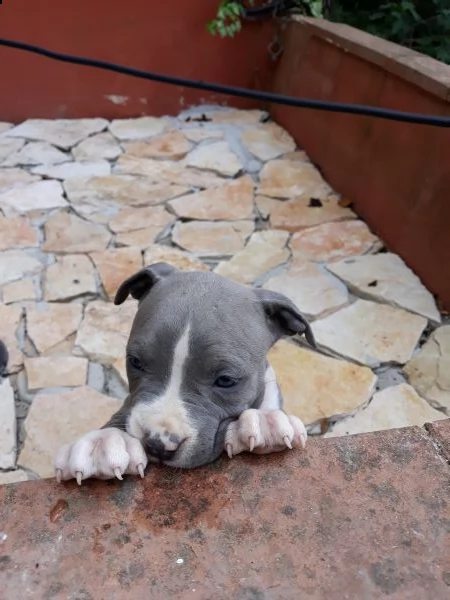 allevamento e cuccioli amstaff blu in puglia | Foto 0