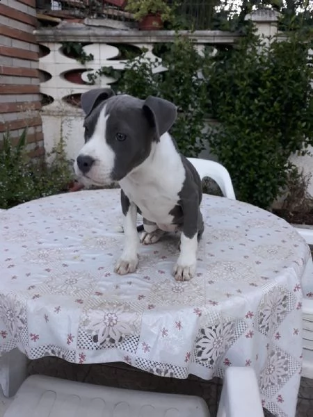 allevamento e cuccioli amstaff blu in italia | Foto 6