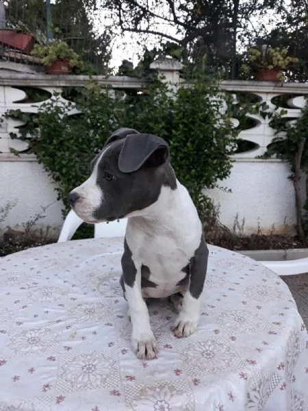 allevamento e cuccioli amstaff blu in italia | Foto 5