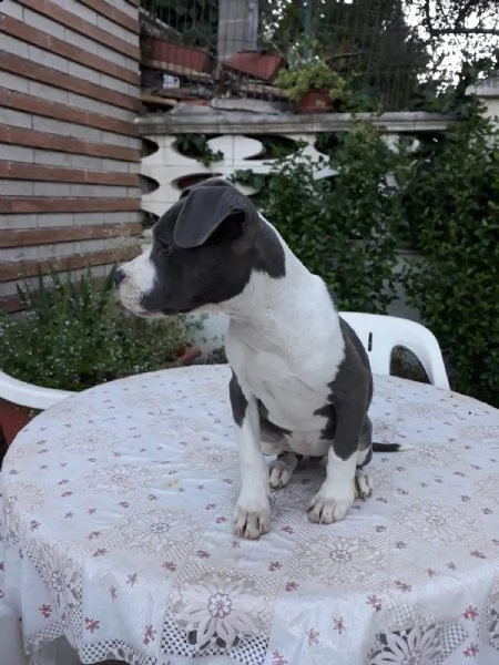 allevamento e cuccioli amstaff blu in italia | Foto 4