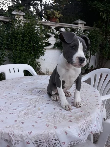 allevamento e cuccioli amstaff blu in italia | Foto 3