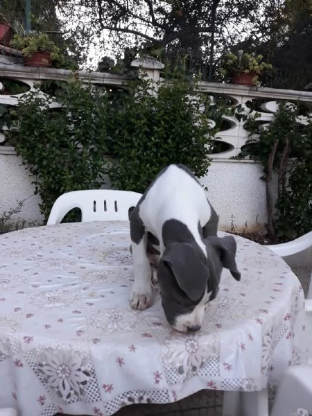 allevamento e cuccioli amstaff blu in italia | Foto 2