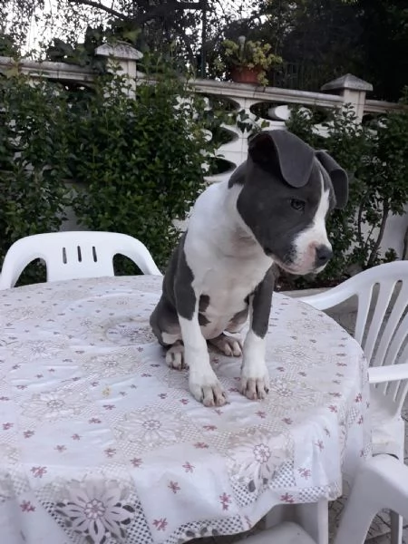 allevamento e cuccioli amstaff blu in italia
