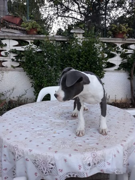 allevamento e cuccioli amstaff blu in italia | Foto 1