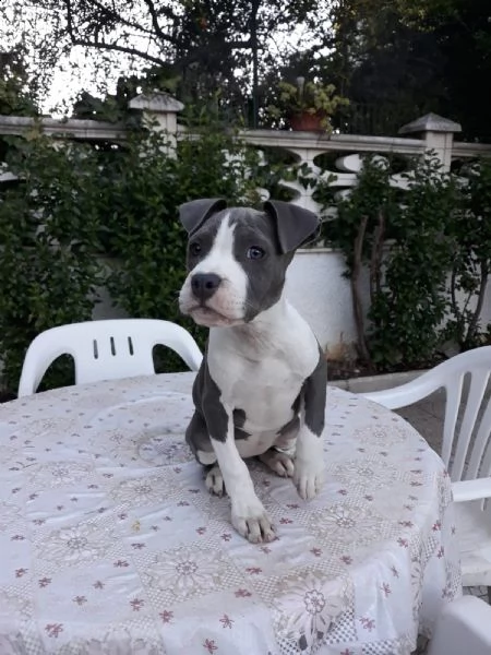 allevamento e cuccioli amstaff blu in italia | Foto 0