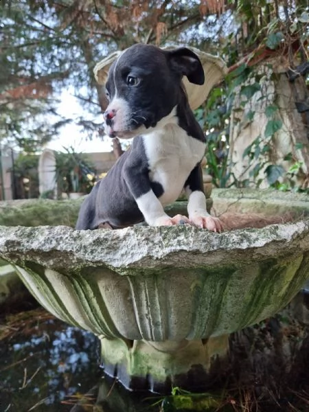 allevamento di villa selen - cuccioli amstaff puglia basilicata | Foto 6