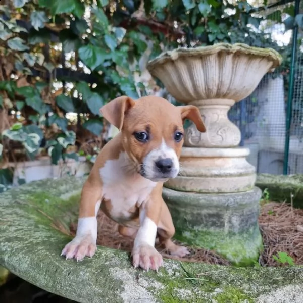 allevamento di villa selen - cuccioli amstaff puglia basilicata | Foto 5