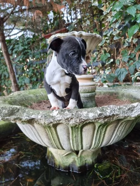 allevamento di villa selen - cuccioli amstaff puglia basilicata | Foto 4